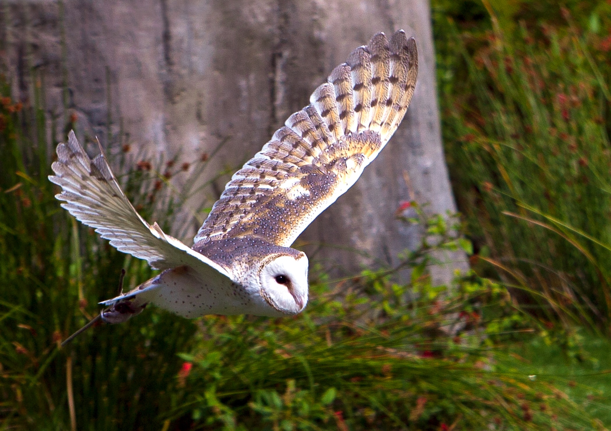 Alliance with Taronga delivers conservation degrees at Sydney - The